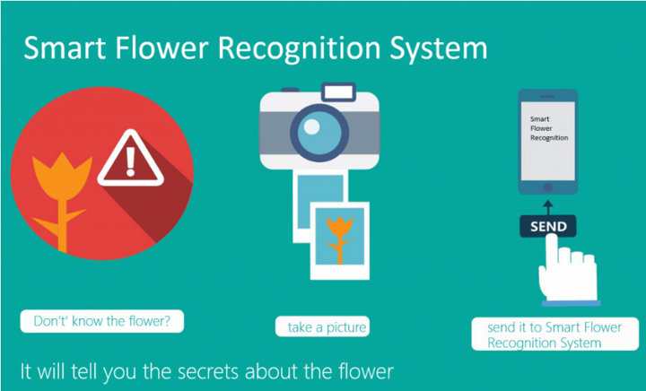 Microsoft Flower Recognition System